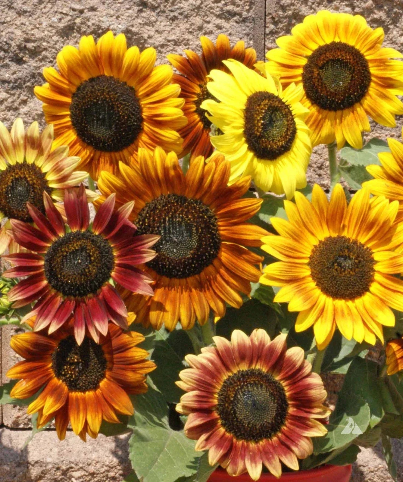 Autumn Beauty Sunflower Seeds - Mix of Colors, Helianthus annuus, 50 Seeds for Garden, Cut Flowers & Pollinator Attractant