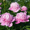 Pink Double Peony Plant Bare Root | Paeonia lactiflora Sarah Bernhardt Perennial Flower