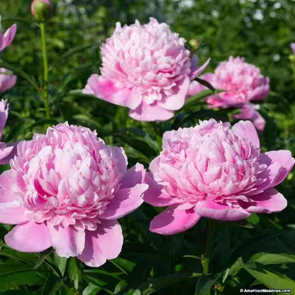 Pink Double Peony Plant Bare Root | Paeonia lactiflora Sarah Bernhardt Perennial Flower