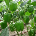 Green Bell Pepper Seeds 100+ "Emerald Giant" Non-GMO Capsicum annuum Vegetable Seeds for Home Garden