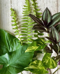12 Rooted Indoor Plant Cuttings – Ferns, Wandering Jew, Pothos, Arrowhead Vines – Houseplants for Home Decor & Propagation