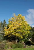 Kentucky Coffee Tree Seeds - 10 Pack - Gymnocladus dioicus - Deciduous Tree for Planting