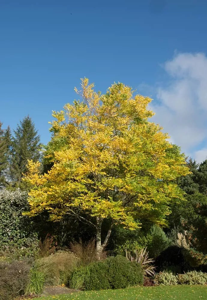Kentucky Coffee Tree Seeds - 10 Pack - Gymnocladus dioicus - Deciduous Tree for Planting