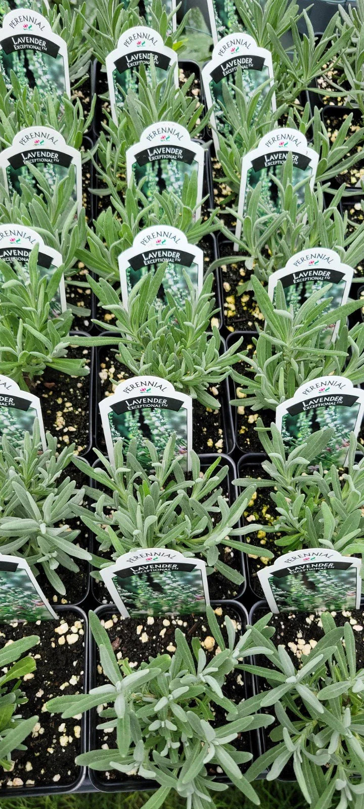 Lavender Plant 4-Inch Pot Lavandula X Intermedia Fragrant Purple Blooms Well-Rooted