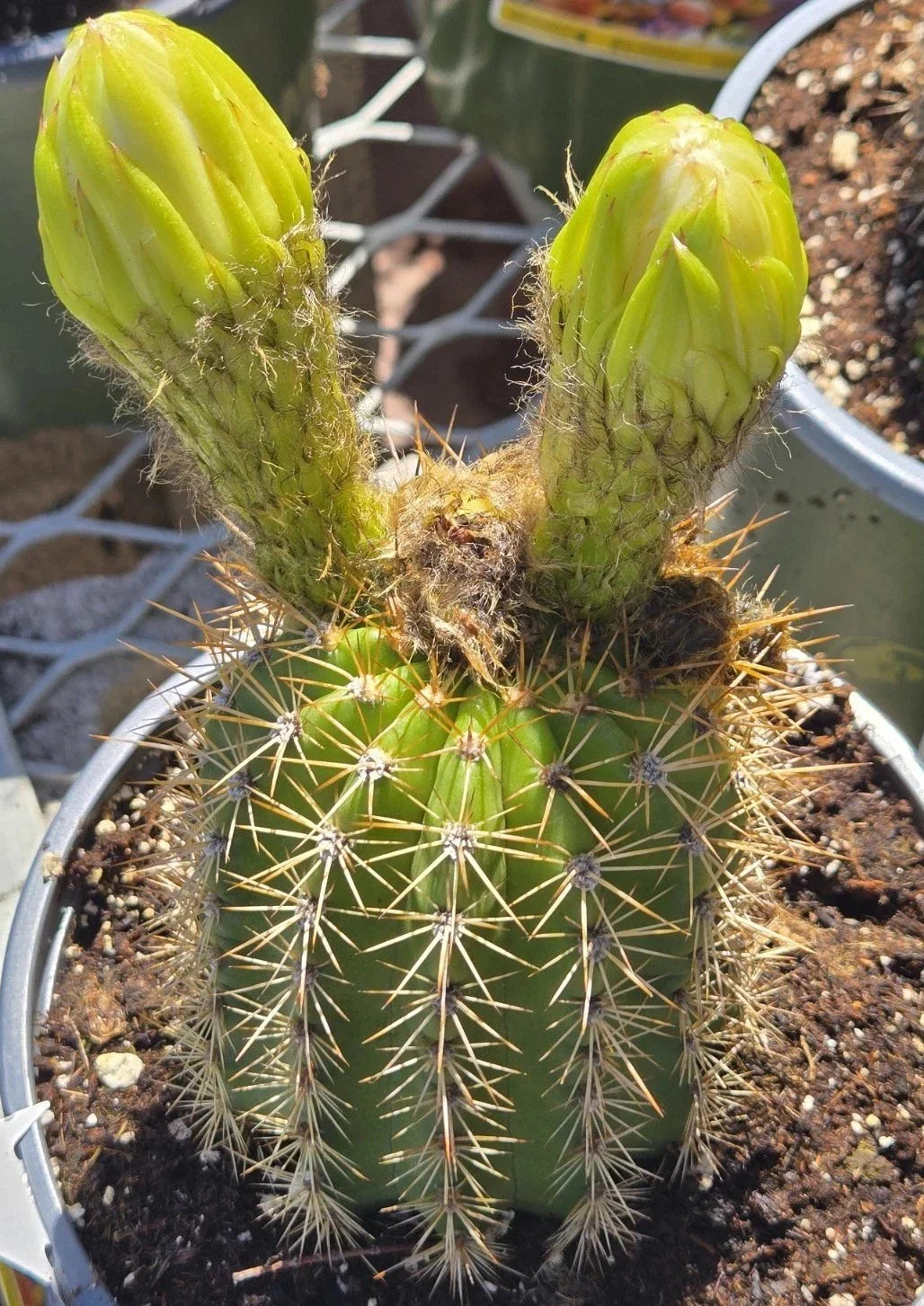 Echinopsis Golden Torch Cactus Seeds - 30 Pack for Garden, Terrarium, Drought Tolerance, Vibrant Blooms, Cactus Seeds