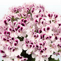 White Purple Geranium Seeds - Perennial Flower Seeds for Garden & Containers - Pelargonium spp. - Easy to Grow, Butterfly Attracting
