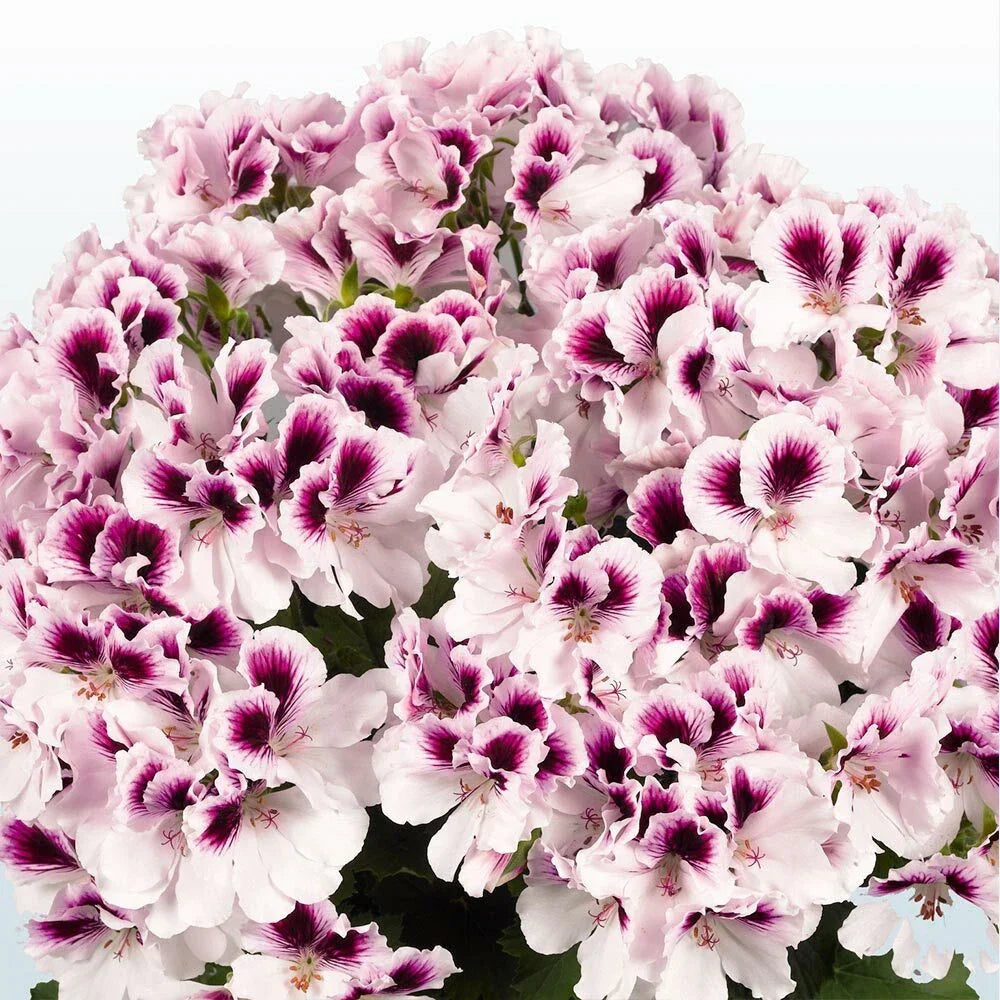 White Purple Geranium Seeds - Perennial Flower Seeds for Garden & Containers - Pelargonium spp. - Easy to Grow, Butterfly Attracting