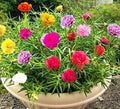 Moss Rose Seeds - Portulaca Grandiflora - Colorful Drought-Tolerant Flowers for Garden, Bonsai & Containers
