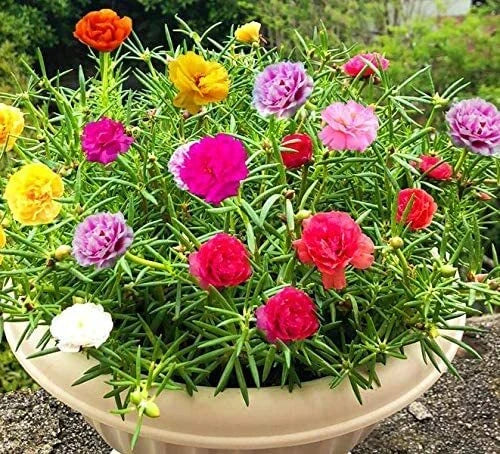 Moss Rose Seeds - Portulaca Grandiflora - Colorful Drought-Tolerant Flowers for Garden, Bonsai & Containers