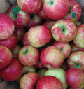 Honeycrisp Apple Tree Seedling - 24-36" Bareroot Malus domestica Fruit Tree for Garden or Orchard