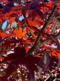 Japanese Red Maple Cuttings - Acer Palmatum Propagation - 6 Stem Gardening & Landscape Plants