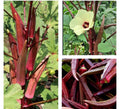 Red Burgundy Okra Seeds – Heirloom, Non-GMO, Abelmoschus esculentus, 30+ Seeds for Bountiful Garden Harvest