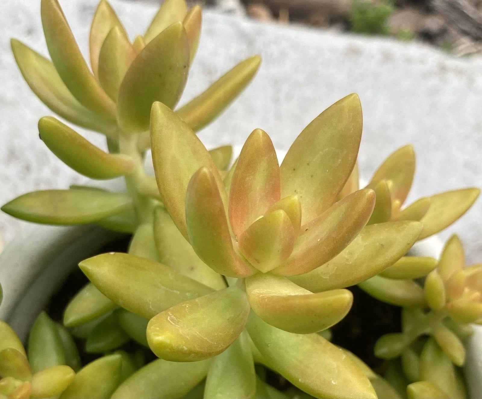 Sedum Adolphii Live Succulent Plant Cutting in 2" Pot - Golden Sedum, Drought Tolerant, Easy Care Houseplant, Indoor or Outdoor Gardening