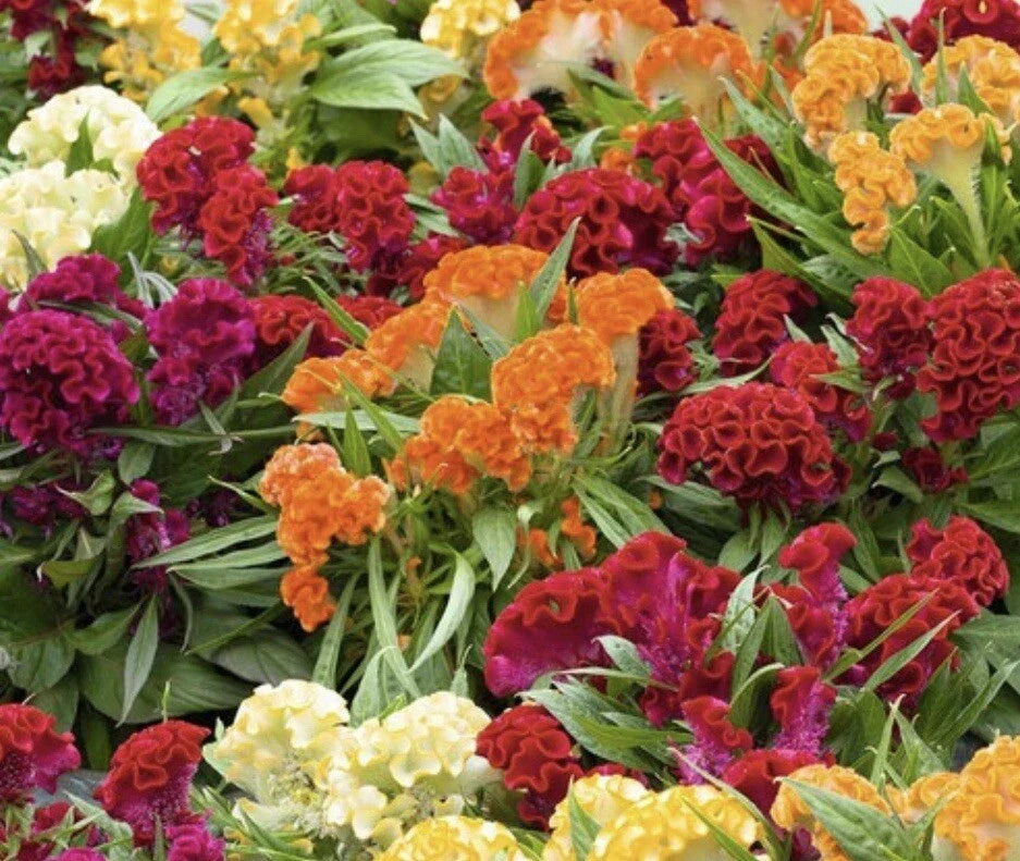 Celosia Seeds - Mixed Cockscomb, Vibrant Colors, 100+ Seeds, Celosia cristata, Garden Flowers, Easy to Grow