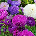 Aster Cut Flowers Mix Seeds - Double Gremlin, Vibrant Colors, Non-GMO, 200 Pack, Sun/Part Shade, Aster novi-belgii