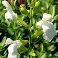 Salvia Greggii White 1 Gallon Plant - Live Perennial Herbaceous Flowering Plant