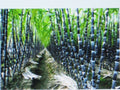 Sugar Cane Seeds - Saccharum officinarum for Syrup, Rum & Rock Candy - Homegrown Sugar Plant Packet