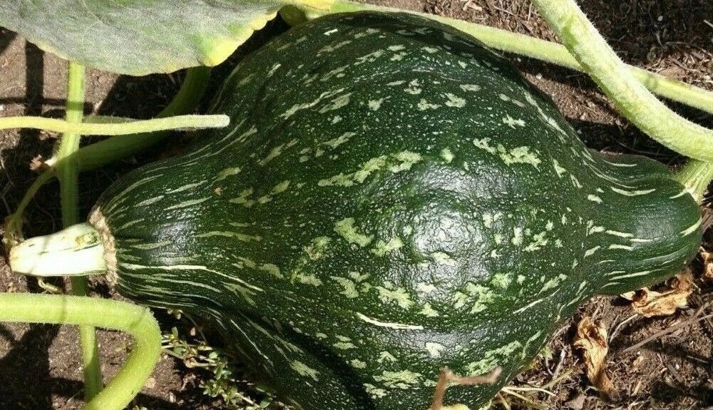 Green Hubbard Winter Squash Seeds - Heirloom Cucurbita maxima Vegetable Garden Seeds, 15+ Pack