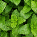 Live Peppermint Plants - Edible Aromatic Herb - Bare Root - Mentha × piperita - 3 Healthy Herb Plants