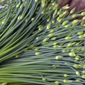 Chinese Garlic Chives Seeds - Allium tuberosum, Broad Leaf, 500+ Seeds for Culinary Gardening, Organic, Perennial Herb