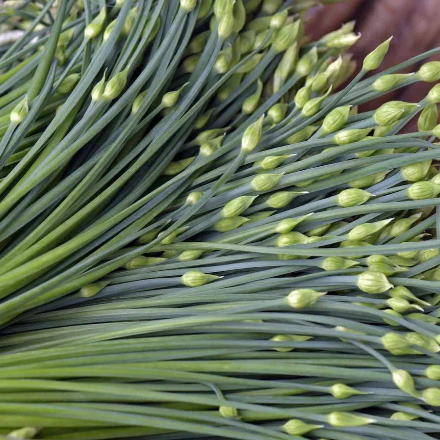 Chinese Garlic Chives Seeds - Allium tuberosum, Broad Leaf, 500+ Seeds for Culinary Gardening, Organic, Perennial Herb