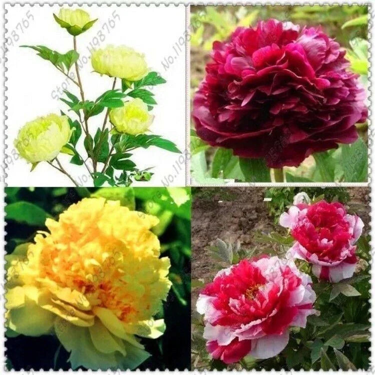 Mixed Color Peony Seeds - Garden Flower Plants - Paeonia spp. - Easy to Grow, Vibrant Blooms, Herbaceous Perennial, 10 Pack