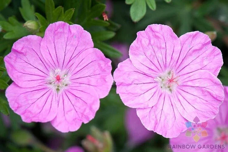 Geranium sanguineum Seeds - Ankum's Pride Bloody Cranesbill Perennial Flower Pack of 25+ Seeds