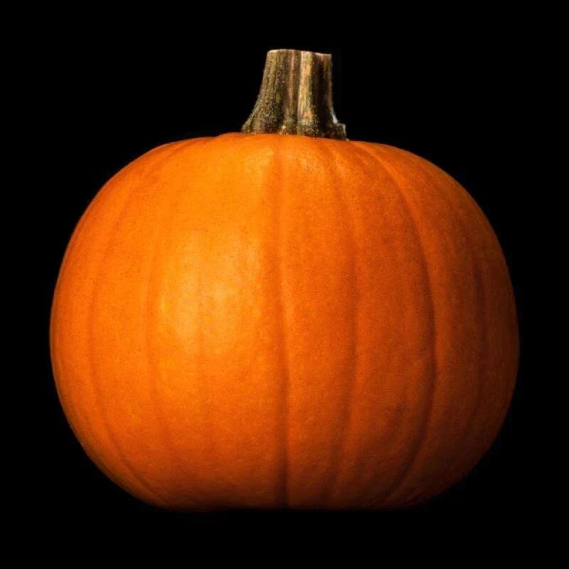 Spooky Pumpkin Seeds - 20 Pack Non-GMO Heirloom Organic Cucurbita pepo for Halloween Carving & Garden