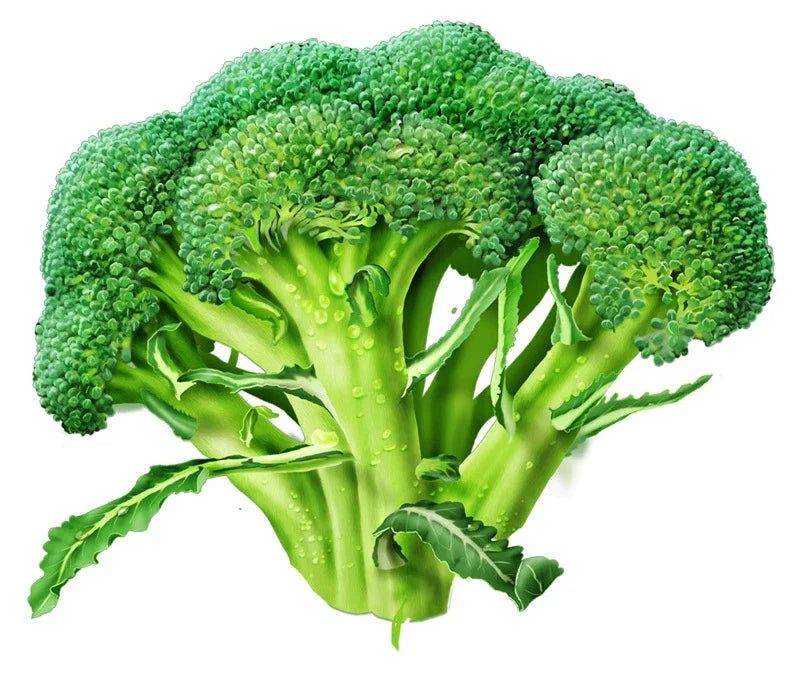 Broccoli Seeds - Marathon Variety - High Germination Brassica oleracea - Home Gardening, Nutritious, Non-GMO