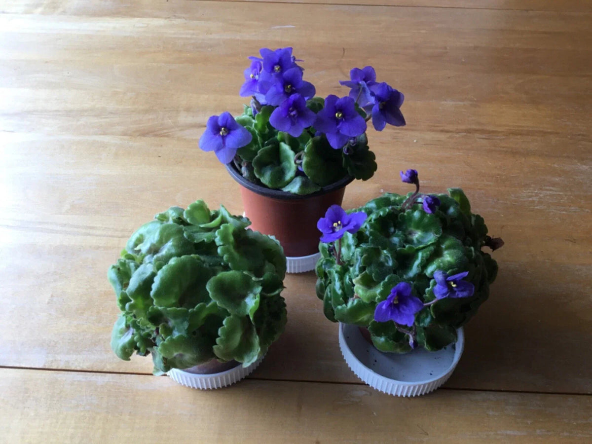 Miniature African Violet Plants in 1.5 Inch Pot, Indoor Flowering Houseplants, Saintpaulia, Compact, Low Maintenance