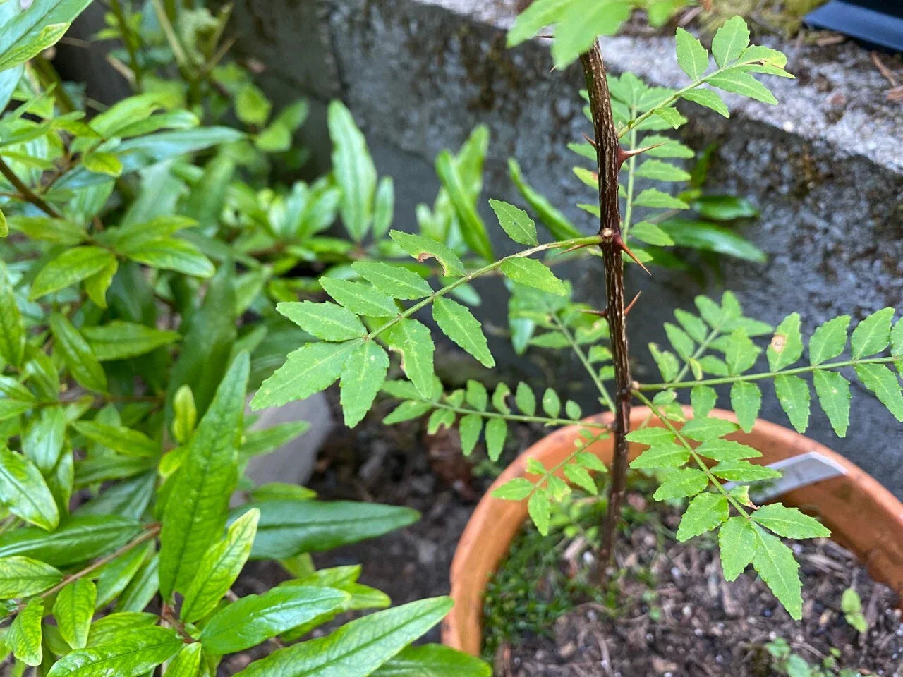 Japanese Pepper Tree Cuttings - 6 Fresh Sansho Zanthoxylum piperitum for Culinary Herbs & Gourmet Cooking