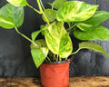 Golden Pothos Live Plant Cuttings – 5 Rooted Trailing Epipremnum aureum, Indoor/Outdoor, 4-6 Inches