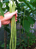 Long Bean Seeds - 120+ Seeds - Asian Heirloom Vigna unguiculata subsp. sesquipedalis Non-GMO, Climbing Vine, Fresh Pack