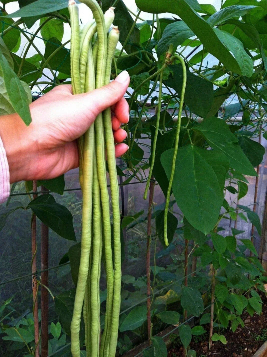 Long Bean Seeds - 120+ Seeds - Asian Heirloom Vigna unguiculata subsp. sesquipedalis Non-GMO, Climbing Vine, Fresh Pack