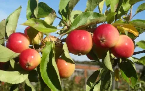 Jelly King Crabapple Seeds - Malus 'Jelly King' Deciduous Tree for Garden Planting, Attracts Pollinators, 25+ Seeds