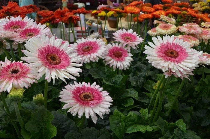 Everglades Gerbera Daisy Seeds - 200+ Pack for Garden Planting - Gerbera jamesonii - Bright Colorful Flowers - USA Grown