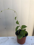 Live Plant - Anredera Cordifolia Heartleaf Maderavine Climbing Vine with Roots for Indoor & Garden Use