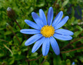 Felicia Blue Daisy Cuttings & Seeds Pack - Felicia amelloides Garden Planting Material