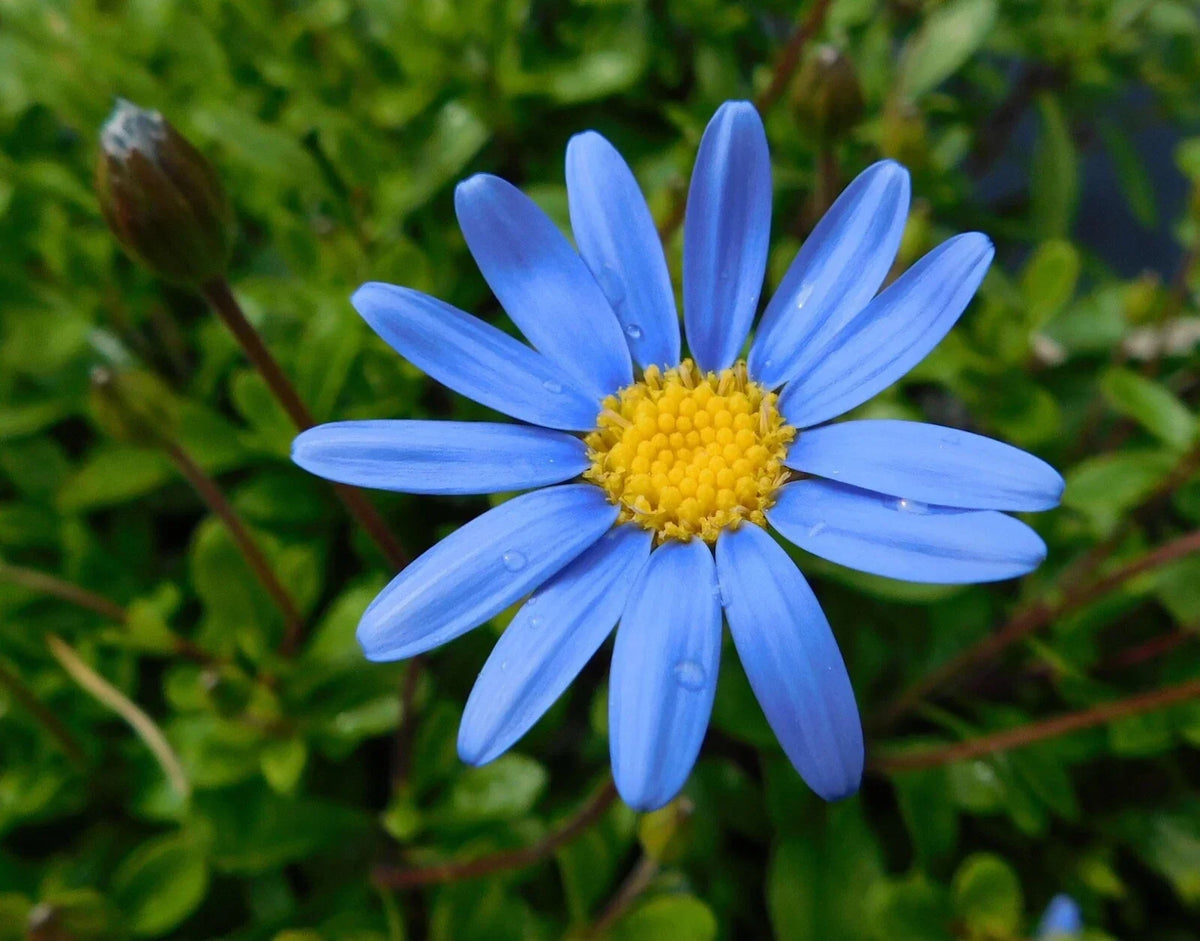 Felicia Blue Daisy Cuttings & Seeds Pack - Felicia amelloides Garden Planting Material