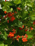 Scarlet Runner Bean Seeds - Heirloom Phaseolus coccineus Climbing Vine, Non-GMO, Full Sun, Bountiful Harvest, Free Shipping