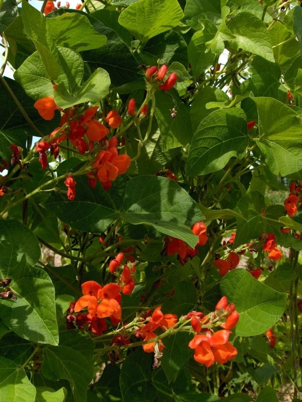 Scarlet Runner Bean Seeds - Heirloom Phaseolus coccineus Climbing Vine, Non-GMO, Full Sun, Bountiful Harvest, Free Shipping