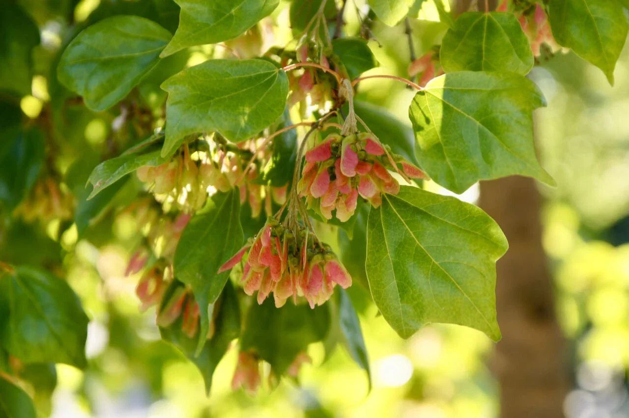 Trident Maple Seeds, Acer buergerianum, Drought Tolerant, Fall Color, Landscaping, 30+ Seeds