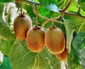Organic Kiwi Vine Seeds - 100 Actinidia Edible Fruit Climbing Vine for Garden, Trellising