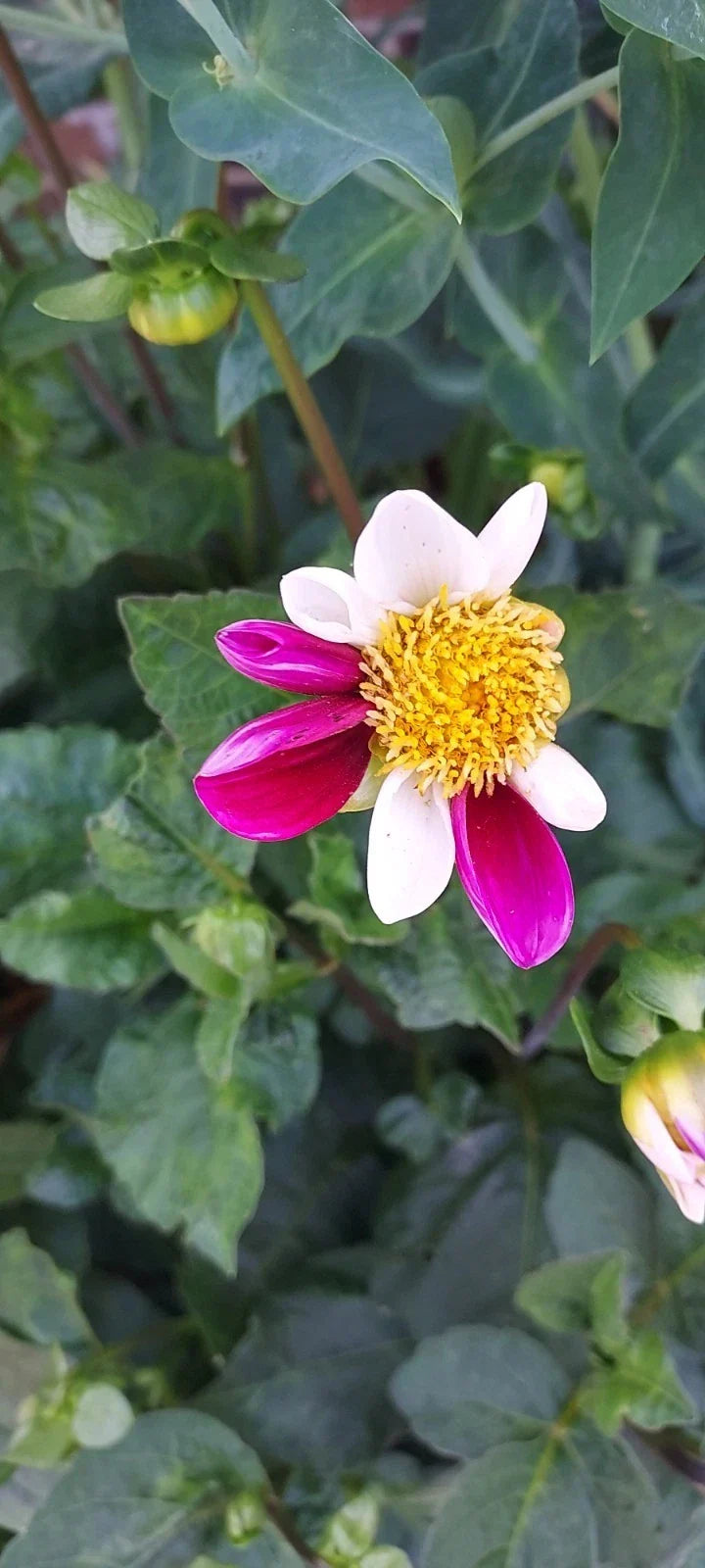 Dahlia Bulb Tuber - Twyning Smartie Daisy Mix Pink & White Garden Flower Plant
