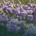 Lisianthus Live Plant Plugs - Colorful Eustoma grandiflorum Variety Collection, Well Rooted, Ready to Plant