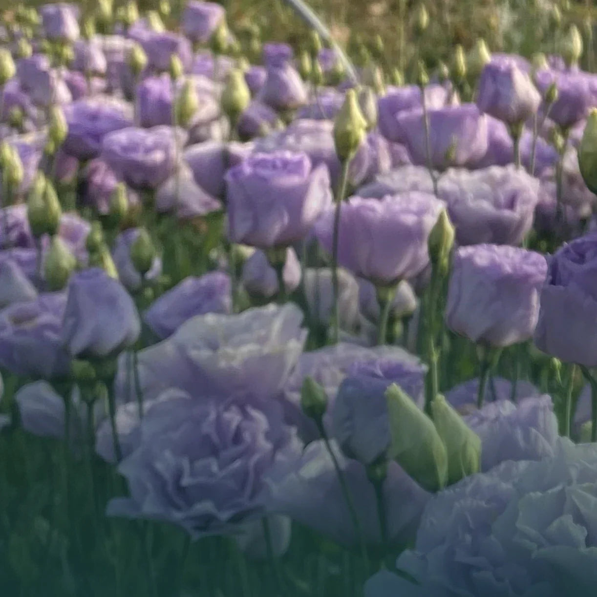 Lisianthus Live Plant Plugs - Colorful Eustoma grandiflorum Variety Collection, Well Rooted, Ready to Plant