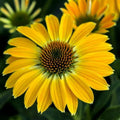 Summer Solstice Coneflower Seeds - Echinacea purpurea Perennial Flower Seeds for Gardens & Landscapes
