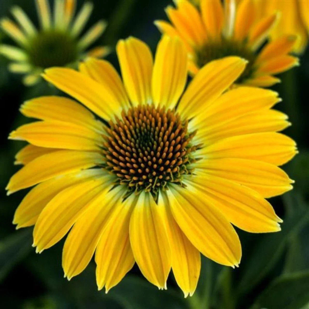 Summer Solstice Coneflower Seeds - Echinacea purpurea Perennial Flower Seeds for Gardens & Landscapes