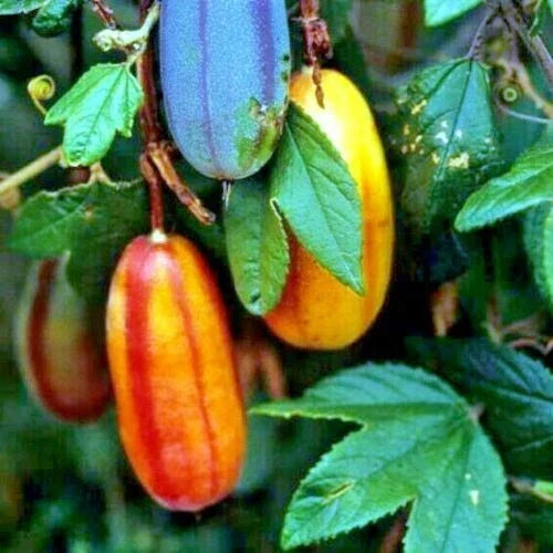 Banana Passionfruit Seeds - Pack of 10 - Rare Fast-Growing Climbing Vine Passiflora Mollissima for Garden or Patio