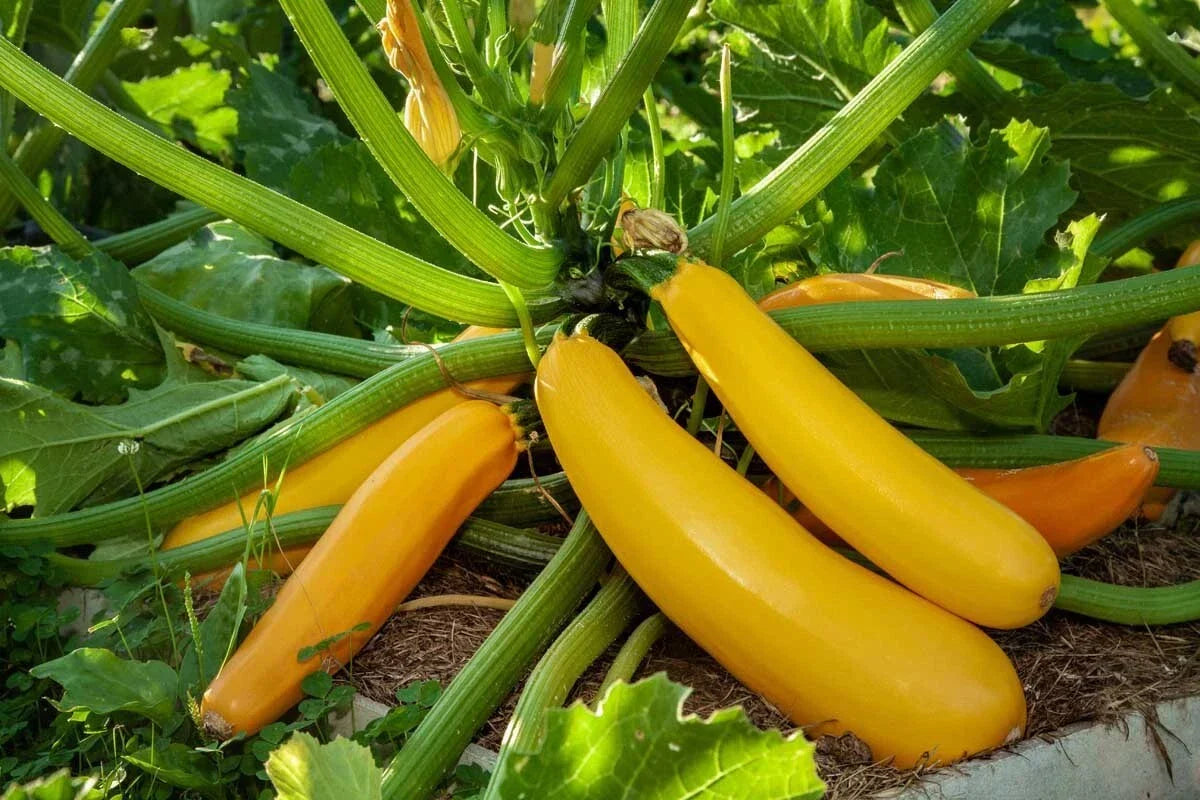 Golden Zucchini Seeds - Goldmine Variety, Non-GMO, Summer Squash, Cucurbita pepo, Compact Bush Growth, Vegetable Seeds